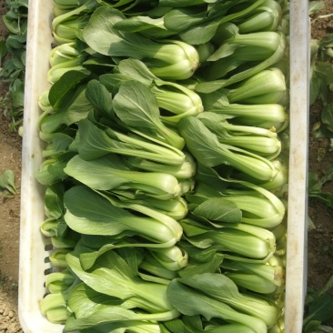 精品小青菜