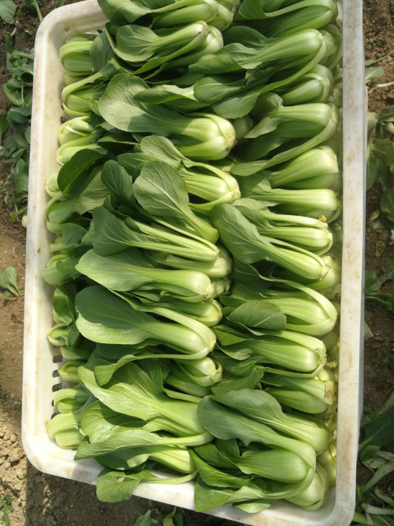 精品小青菜