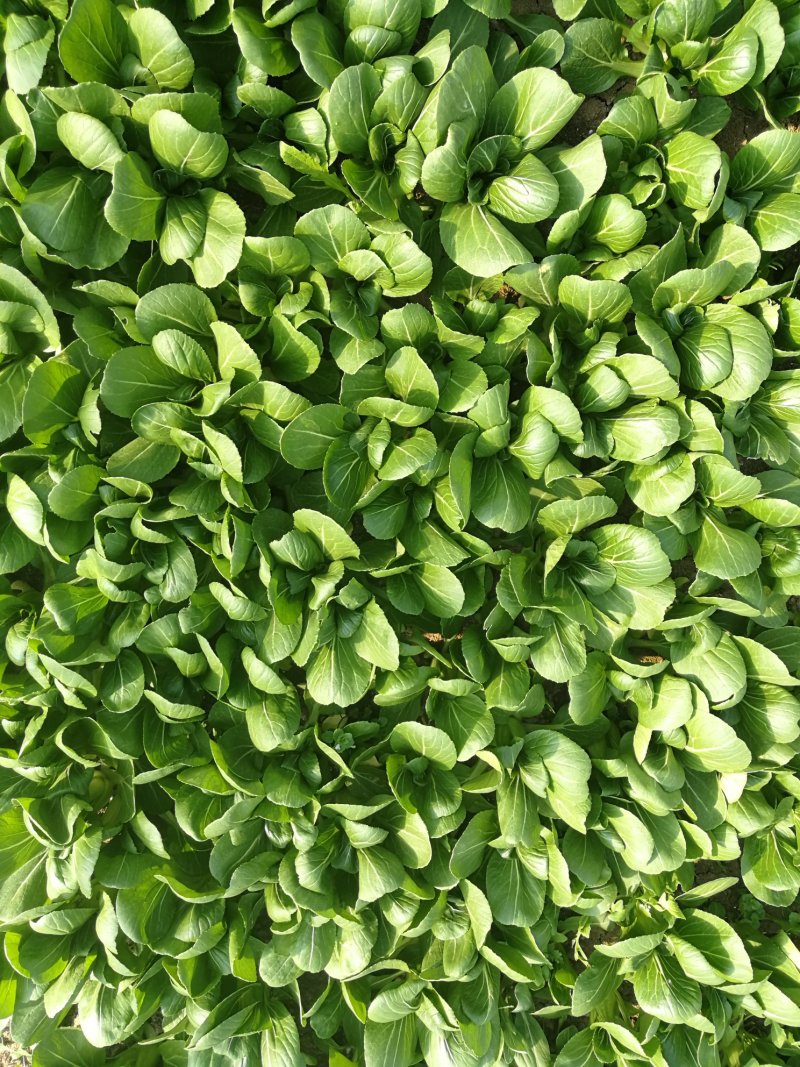 精品小青菜