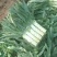 河北香河莴笋大量供应