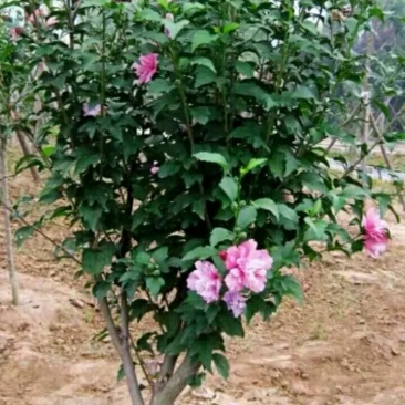 红花木槿树3~4cm，山东木槿，红花木槿，木槿