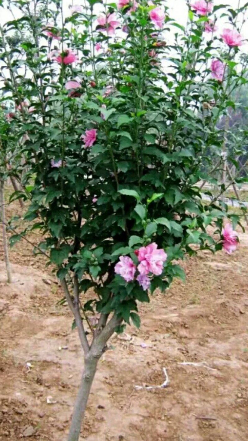 红花木槿树3~4cm，山东木槿，红花木槿，木槿