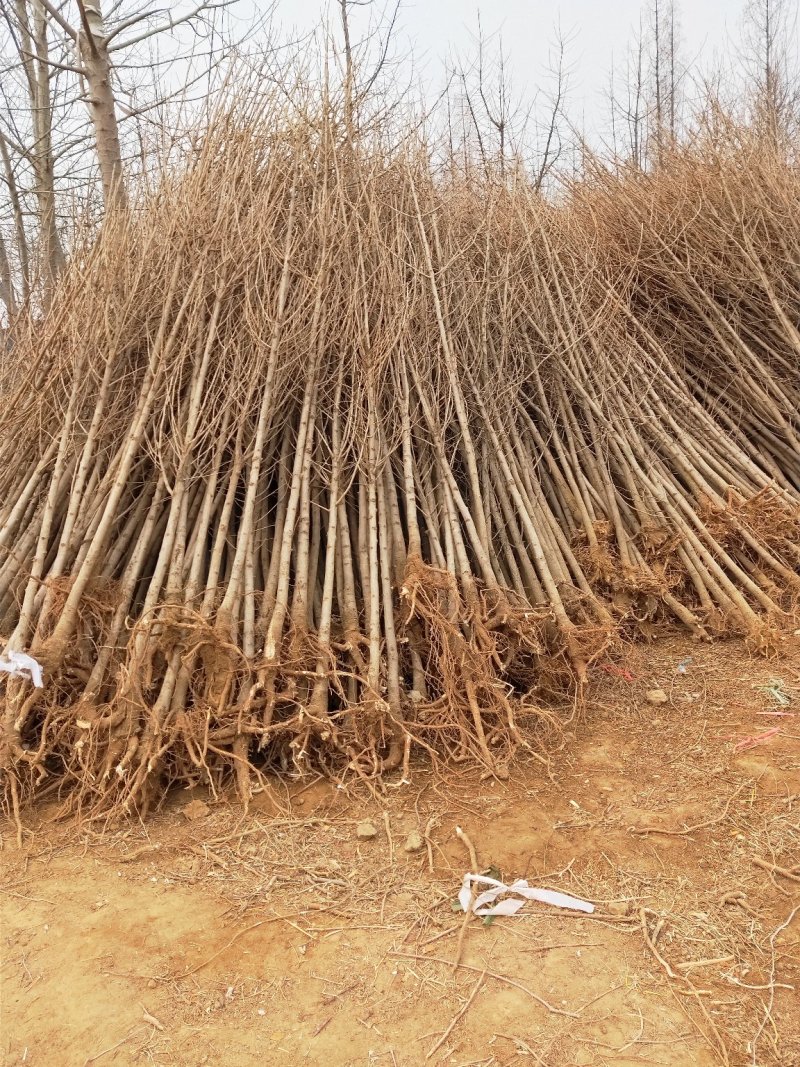 银杏基地自产自销低价出售银杏小苗，价格优惠。