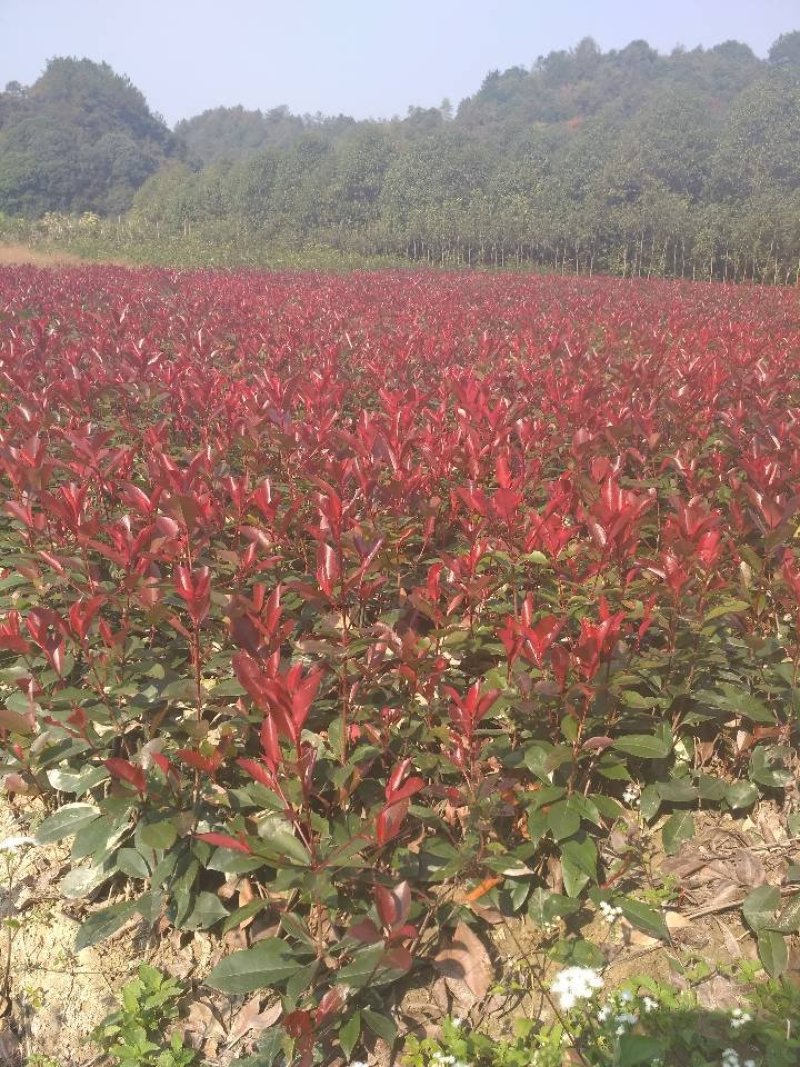 3O一50公分红叶石楠苗石楠小苗火焰红罗宾包邮，基地直销