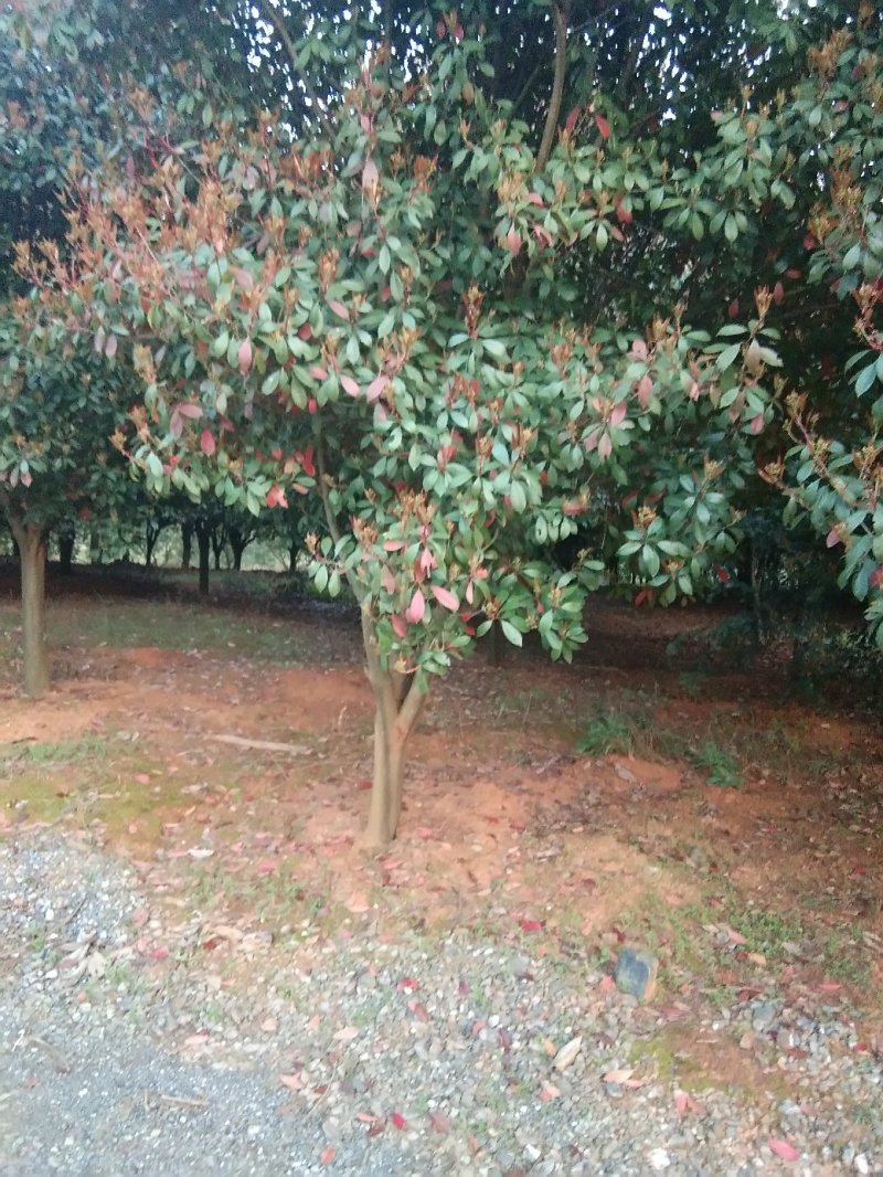 红叶石楠树，九江红叶石楠基地，大量货源，有需要联系我