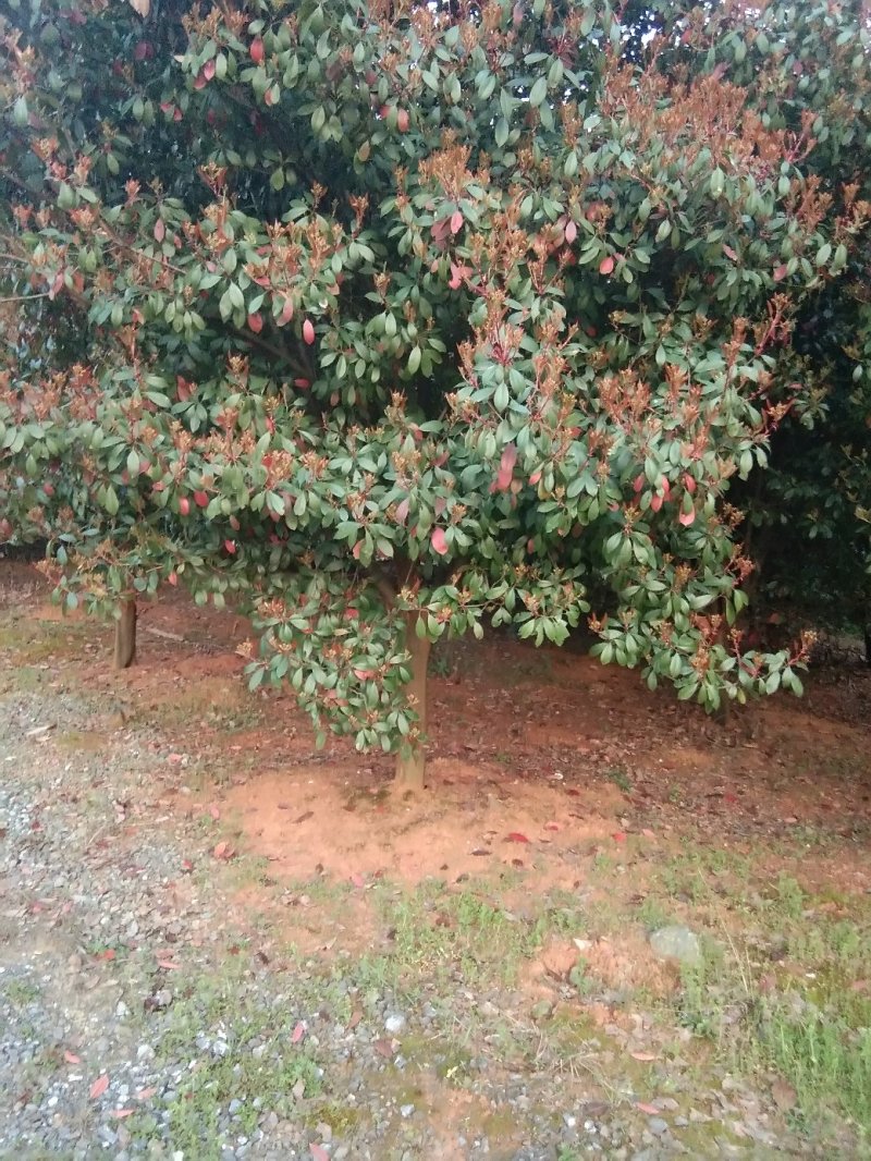红叶石楠树，九江红叶石楠基地，大量货源，有需要联系我
