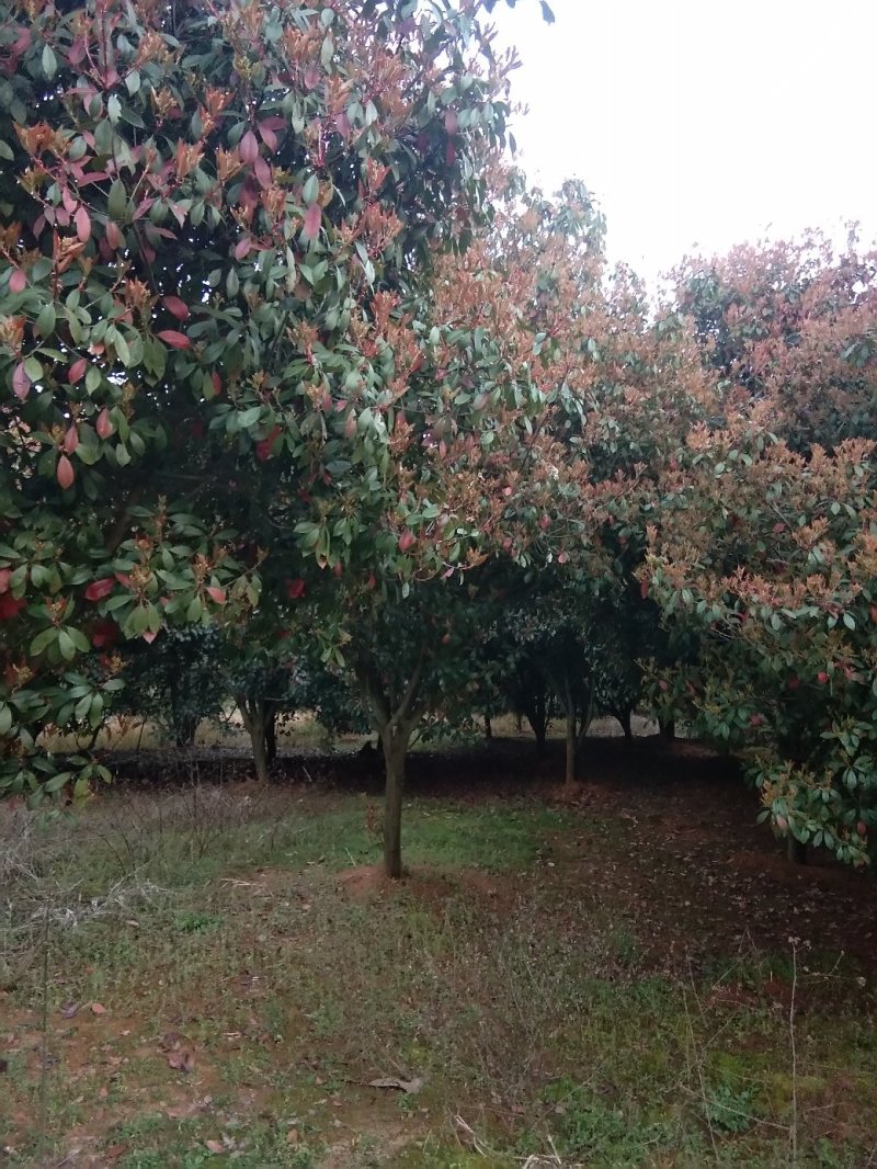 红叶石楠树，九江红叶石楠基地，大量货源，有需要联系我