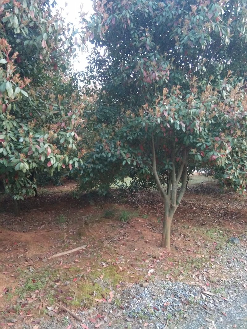红叶石楠树，九江红叶石楠基地，大量货源，有需要联系我