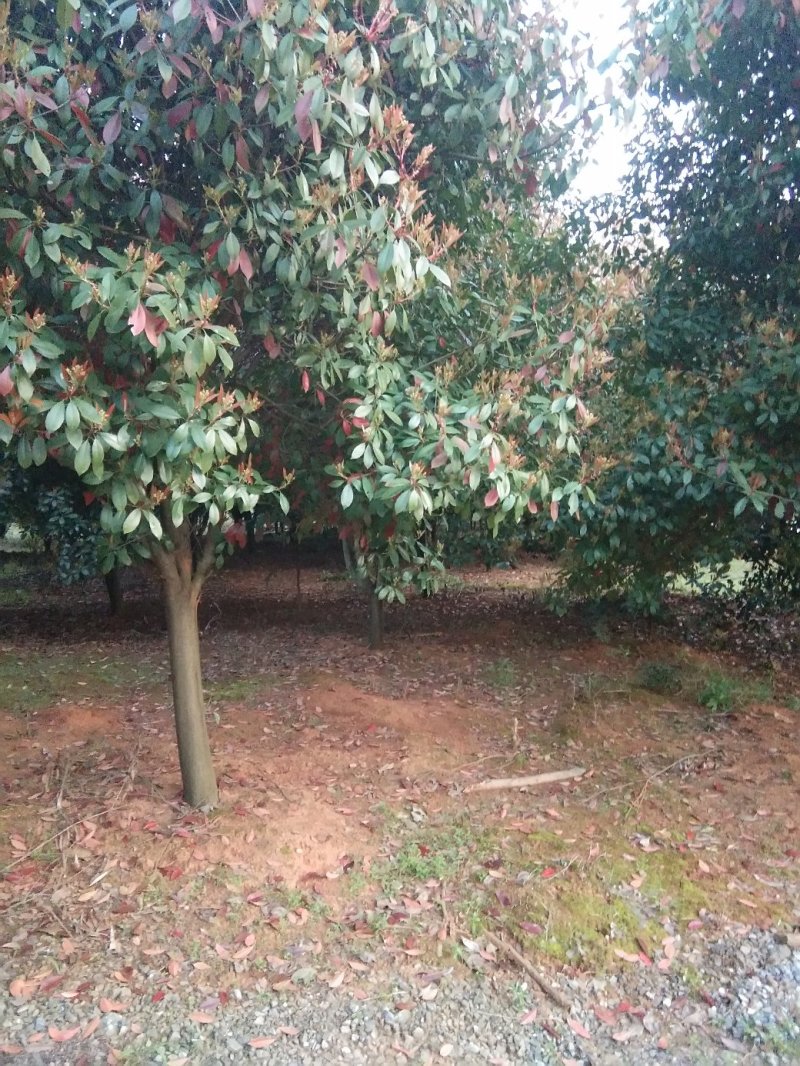 红叶石楠树，九江红叶石楠基地，大量货源，有需要联系我
