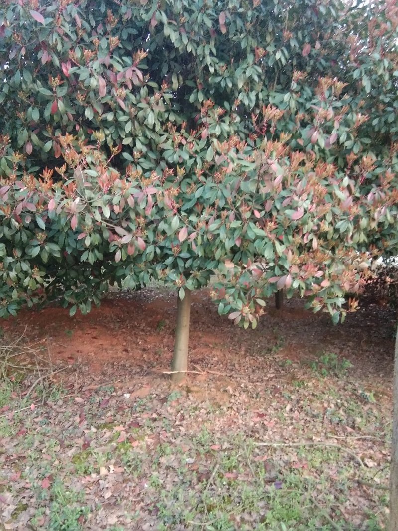 红叶石楠树，九江红叶石楠基地，大量货源，有需要联系我