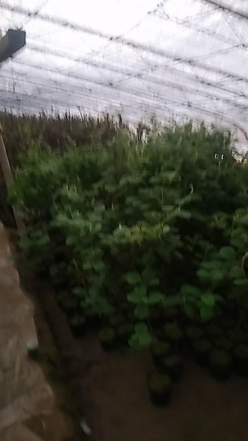 葡萄树各种果树