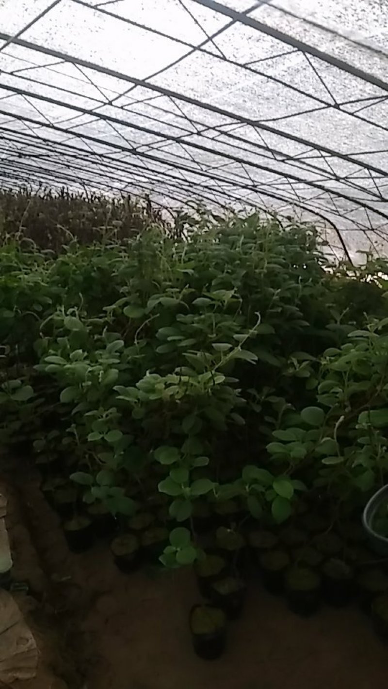葡萄树各种果树