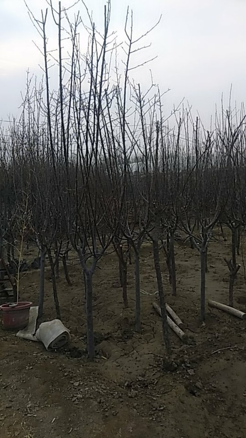 葡萄树各种果树