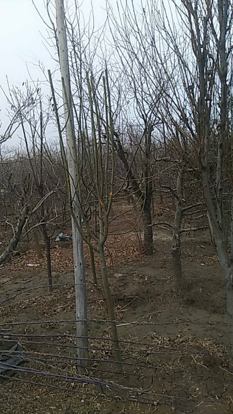 葡萄树各种果树