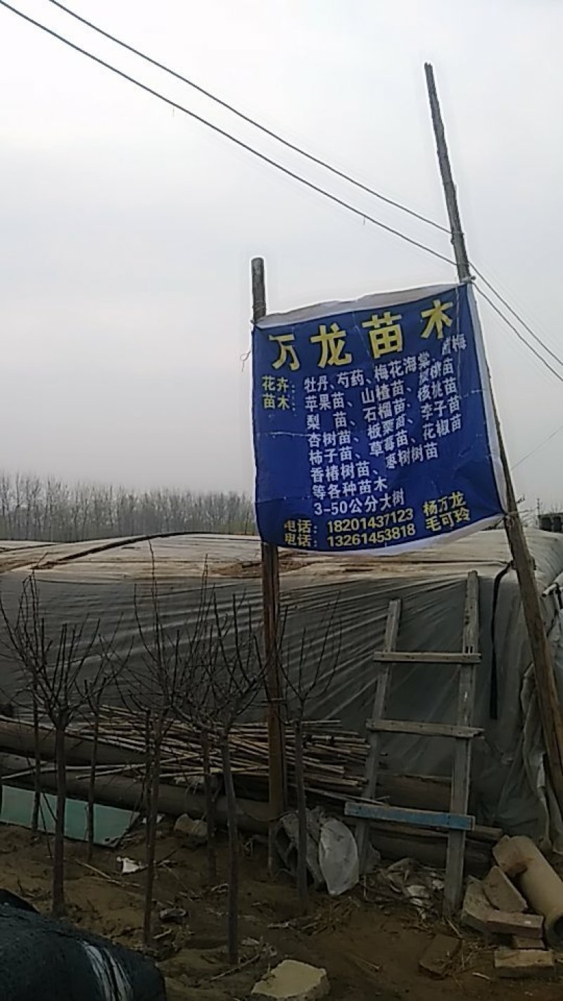 葡萄树各种果树