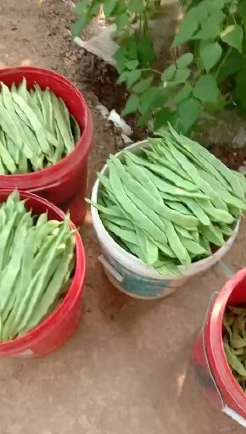 精品扁青芸豆鲜扁豆宽芸豆蔬菜产地直发条直20cm以上
