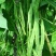 精品扁青芸豆鲜扁豆宽芸豆蔬菜产地直发条直20cm以上