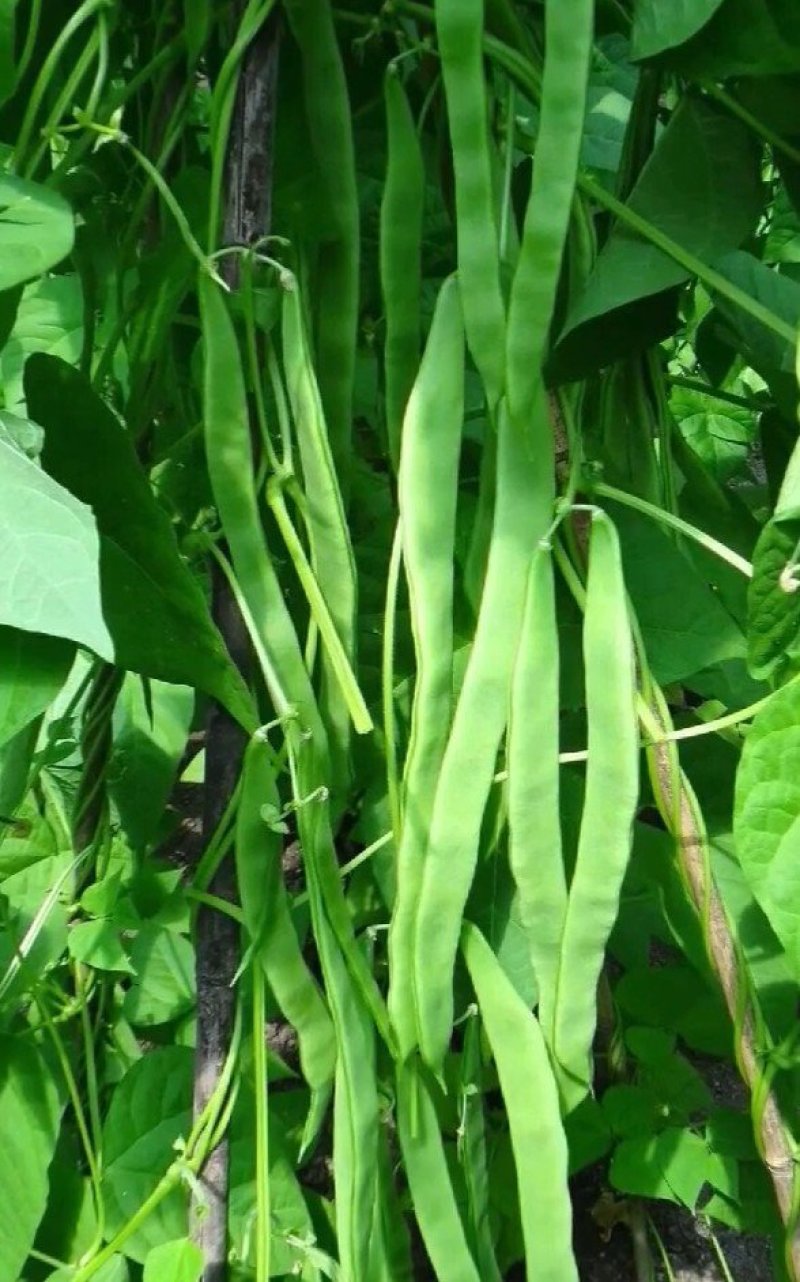 精品扁青芸豆鲜扁豆宽芸豆蔬菜产地直发条直20cm以上