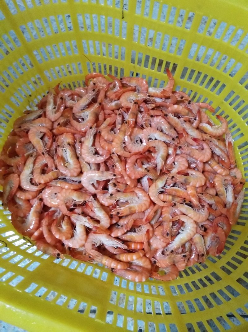 南美白对虾