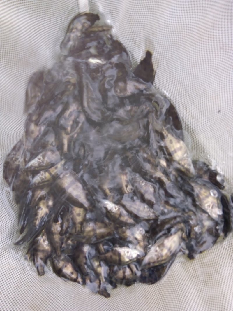批发本地桂鱼苗，桂鱼苗鳜鱼苗长江原种