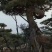 造型松