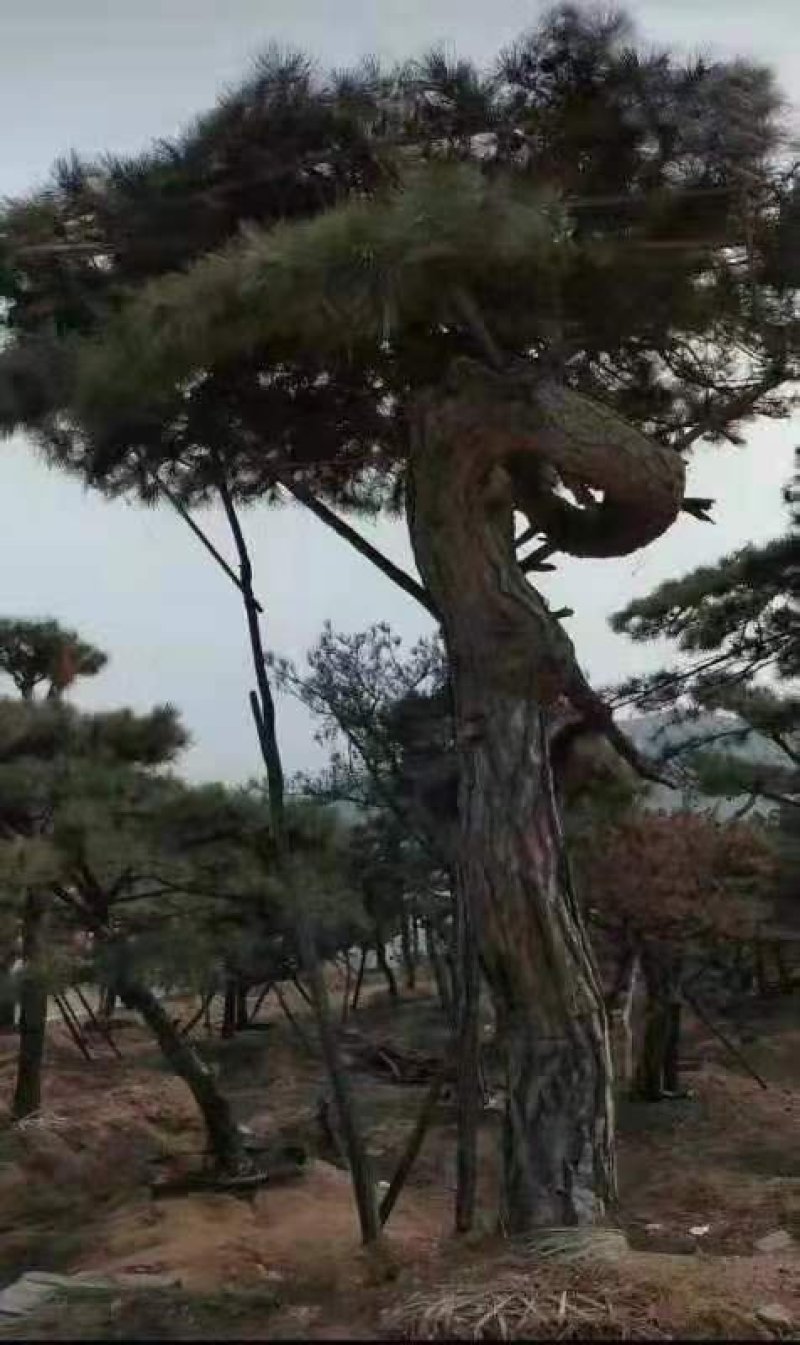 造型松