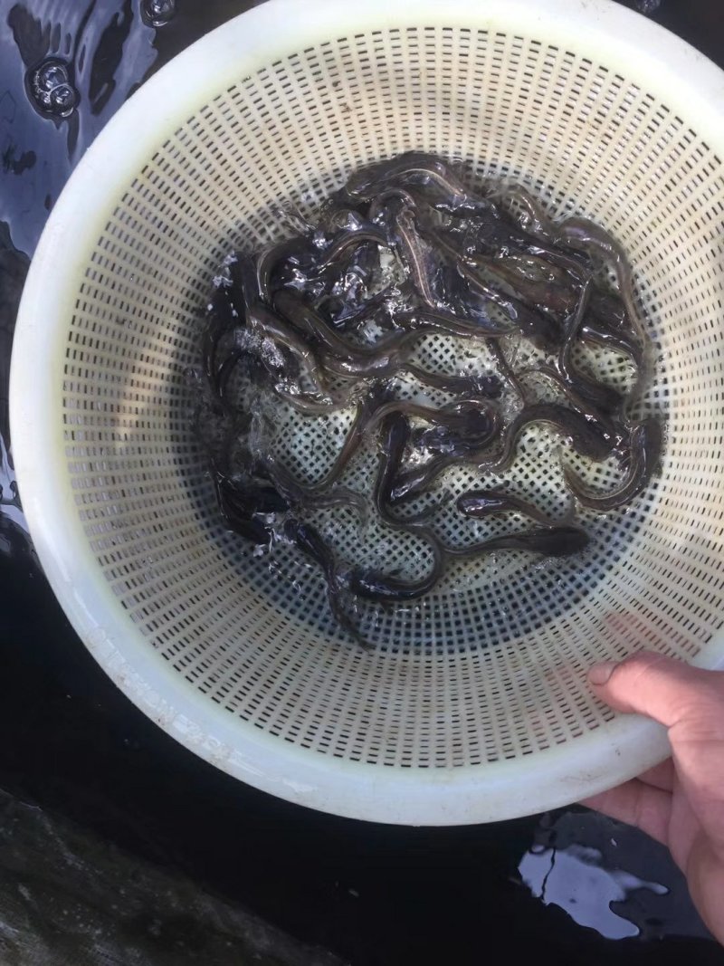 大口鲶苗，大量供应，欢迎订购。。。。。。