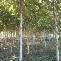 北方抗寒的6-15公分的速生法桐量大欢迎做客