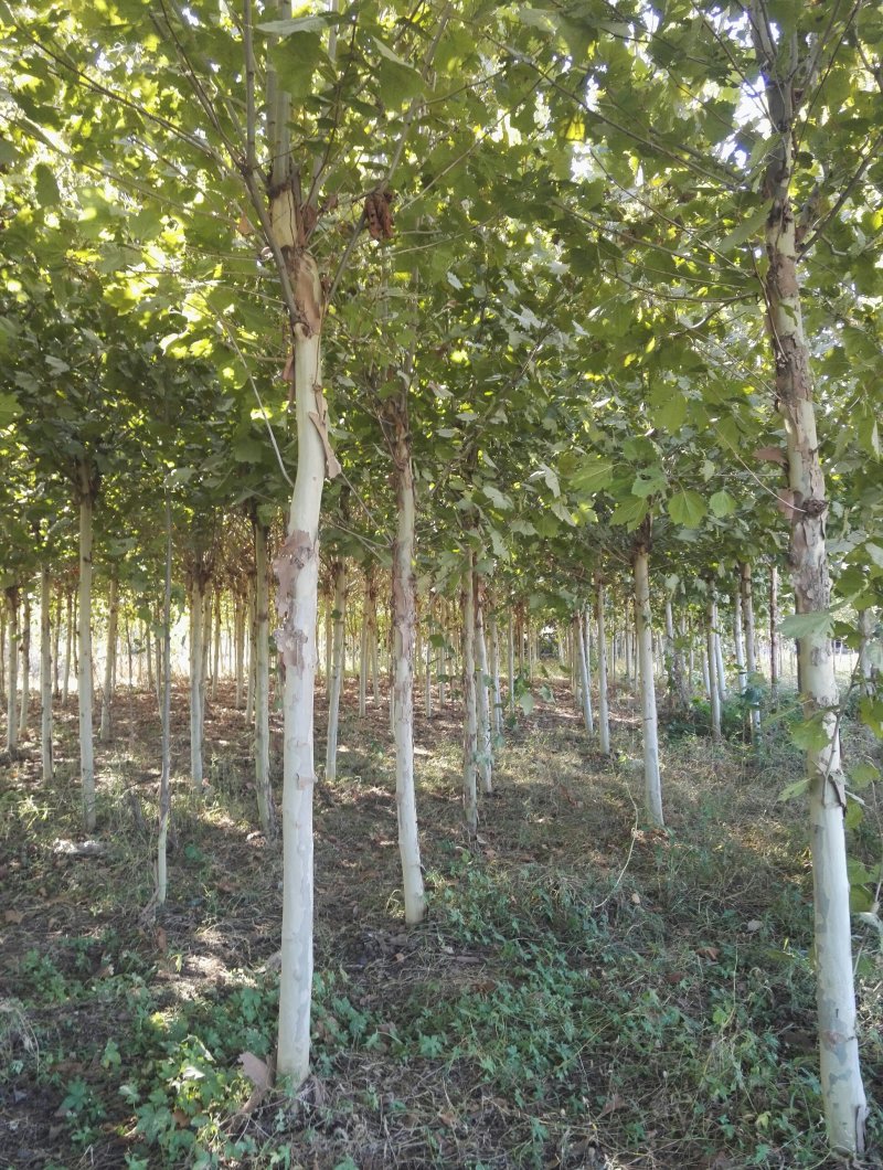 北方抗寒的6-15公分的速生法桐量大欢迎做客