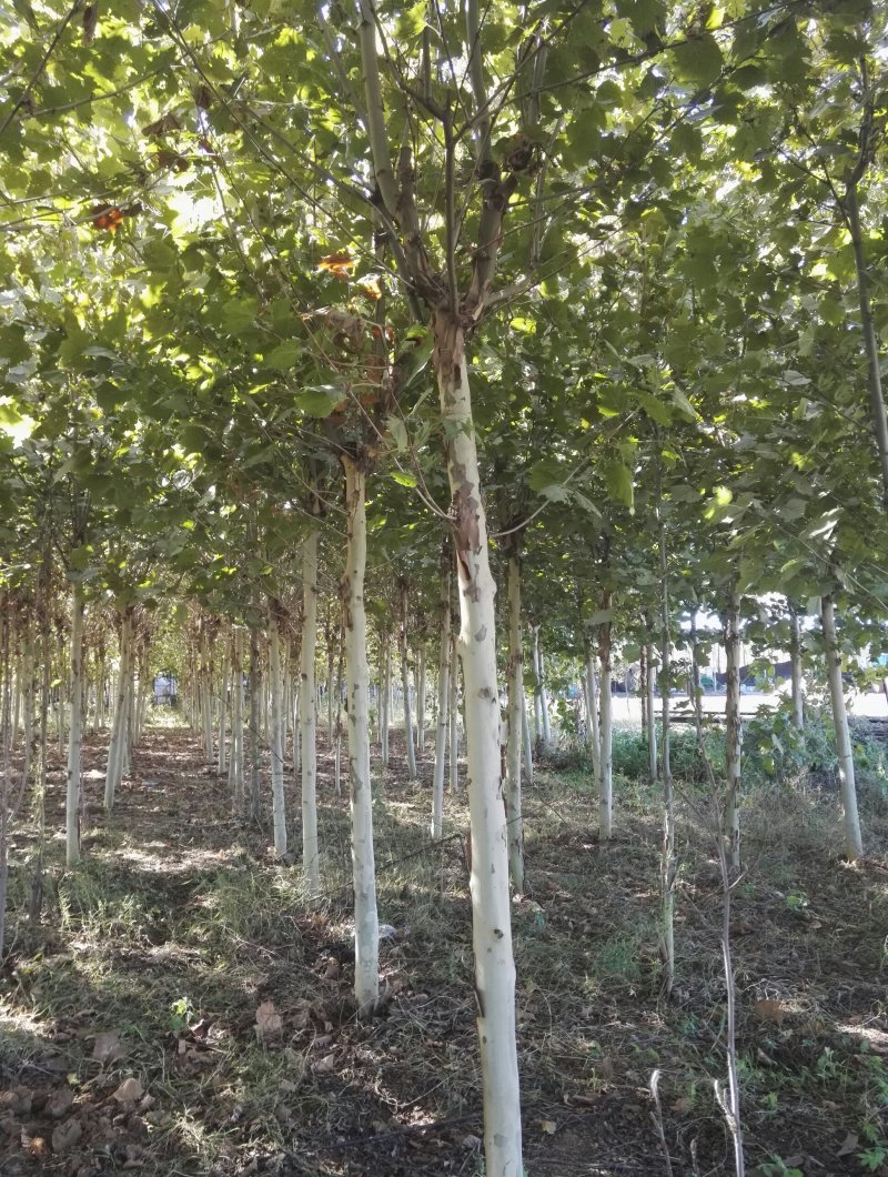 北方抗寒的6-15公分的速生法桐量大欢迎做客