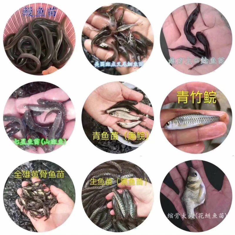 胭脂鱼苗，大量批发，欢迎订购。。。。。。
