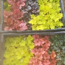 观赏多彩矾根盆花多种颜色观赏植物