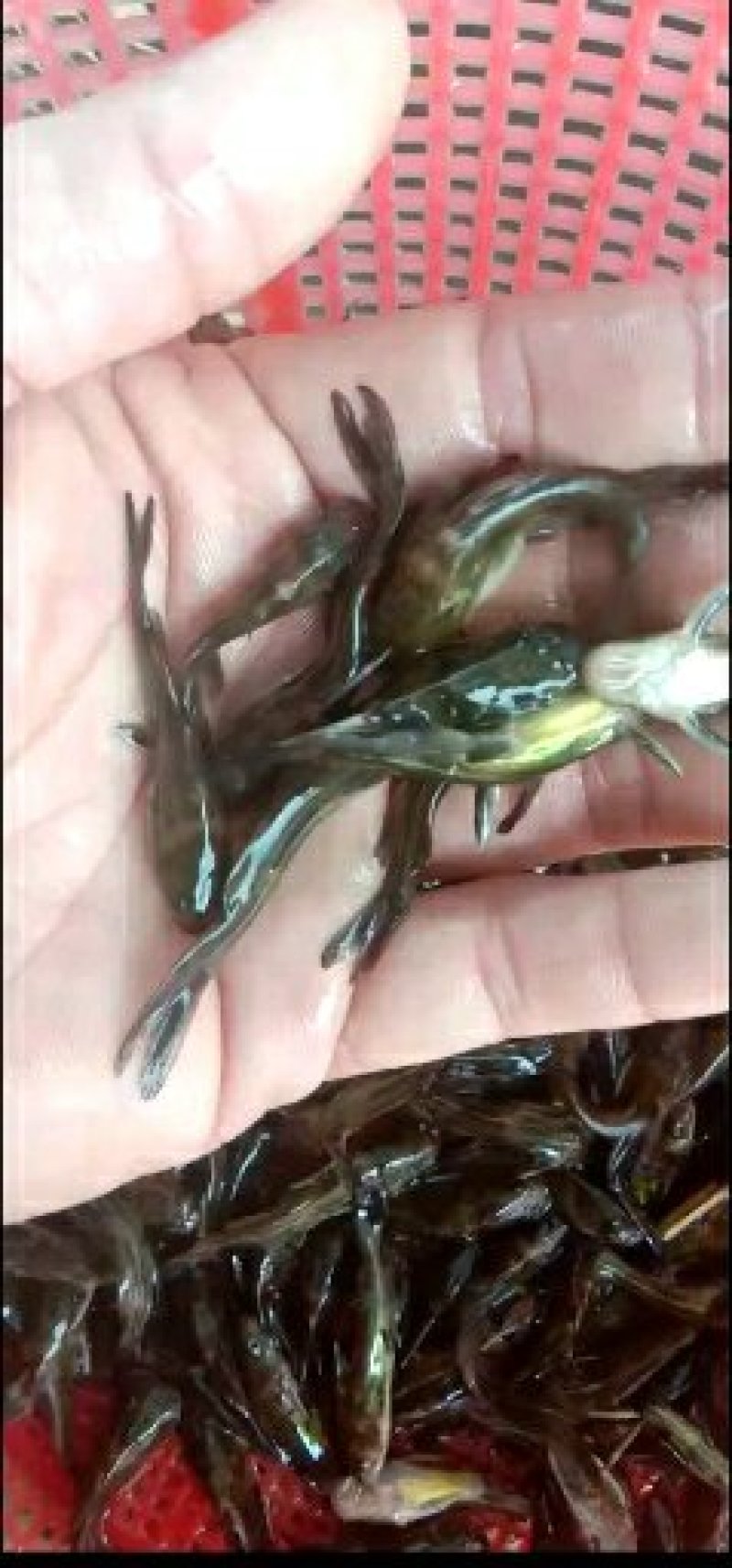 黄颡鱼苗，大量批发，欢迎订购。。。。。。。