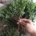 菊花苗【推荐】杭白菊苏北菊北京菊八月菊亳菊