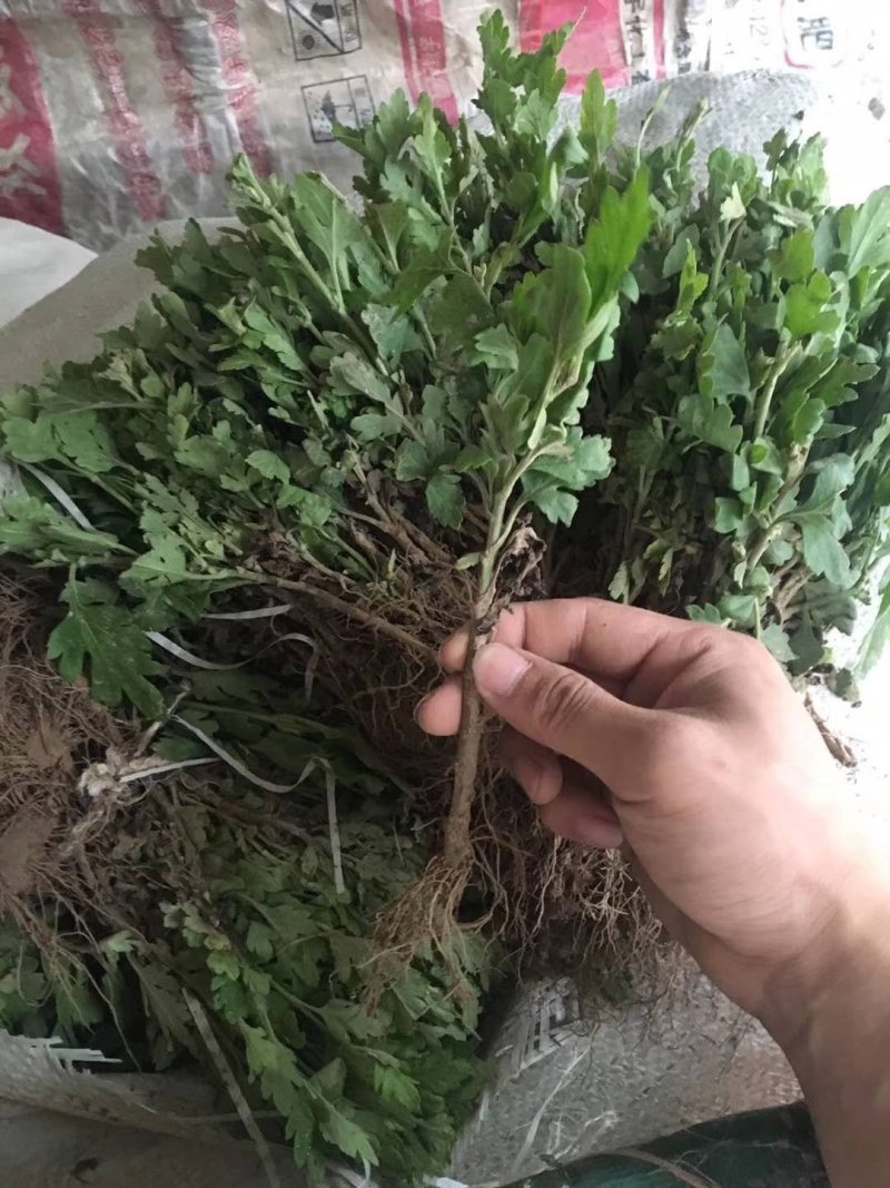 菊花苗【推荐】杭白菊苏北菊北京菊八月菊亳菊