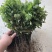 菊花苗【推荐】杭白菊苏北菊北京菊八月菊亳菊