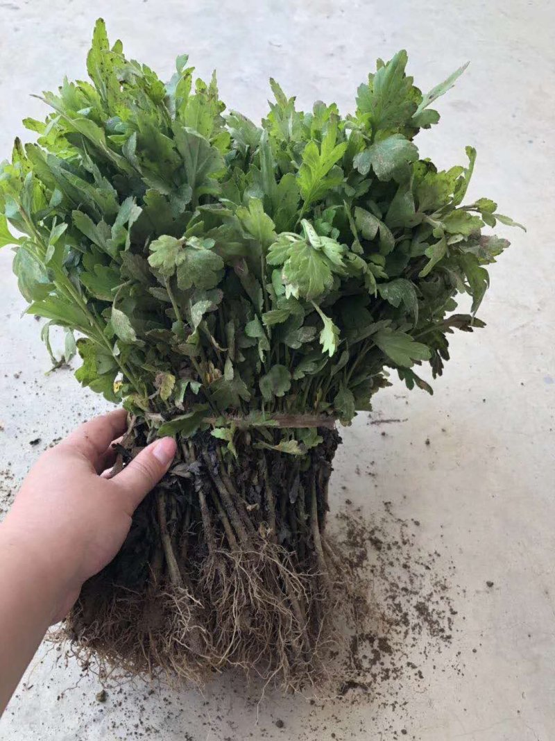 菊花苗【推荐】杭白菊苏北菊北京菊八月菊亳菊