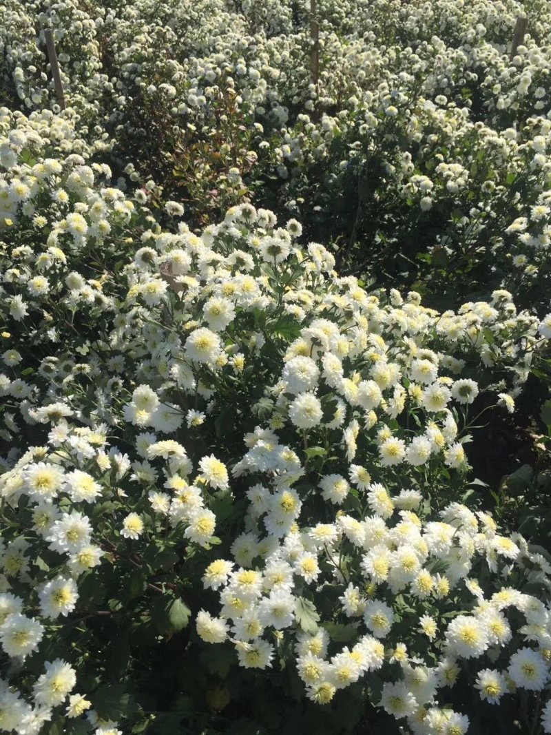 菊花苗【推荐】杭白菊苏北菊北京菊八月菊亳菊