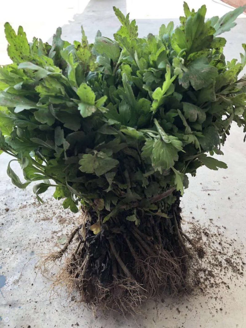 菊花苗【推荐】杭白菊苏北菊北京菊八月菊亳菊