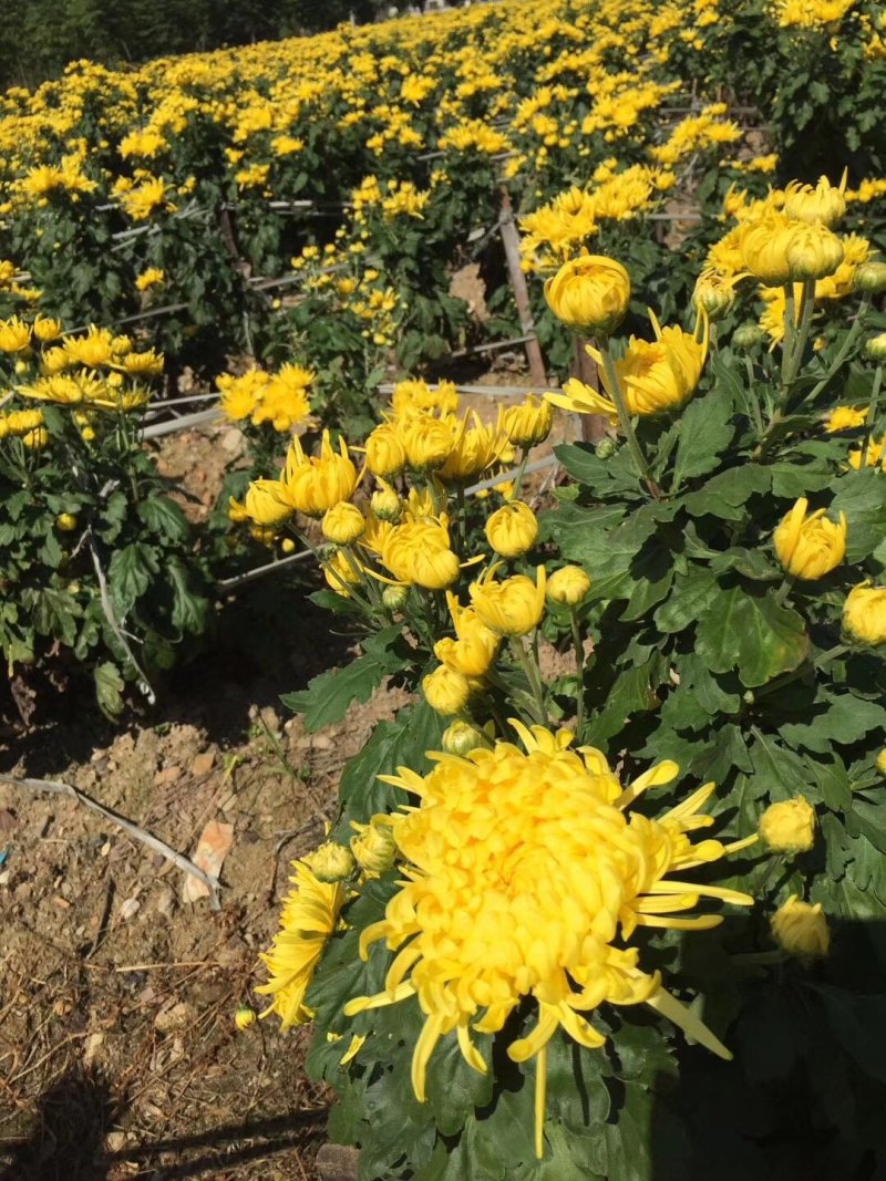 菊花苗【推荐】杭白菊苏北菊北京菊八月菊亳菊