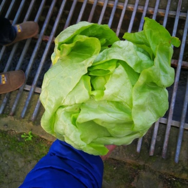 牛油生菜