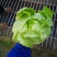 牛油生菜