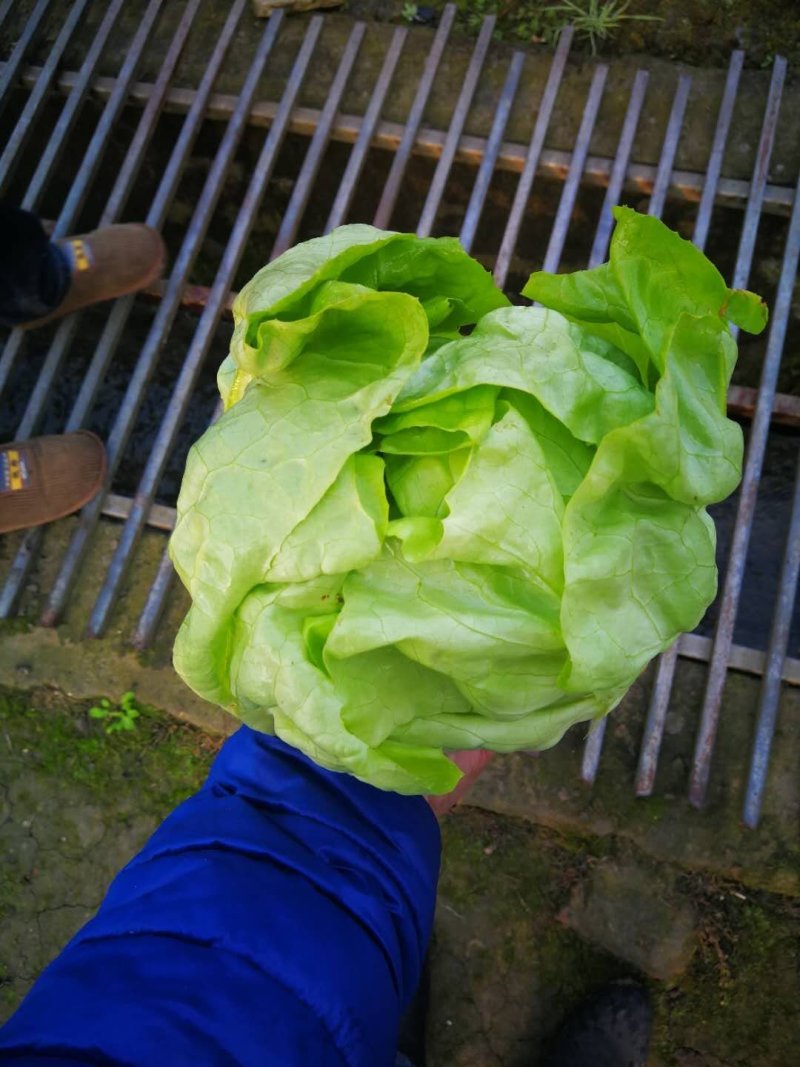 牛油生菜