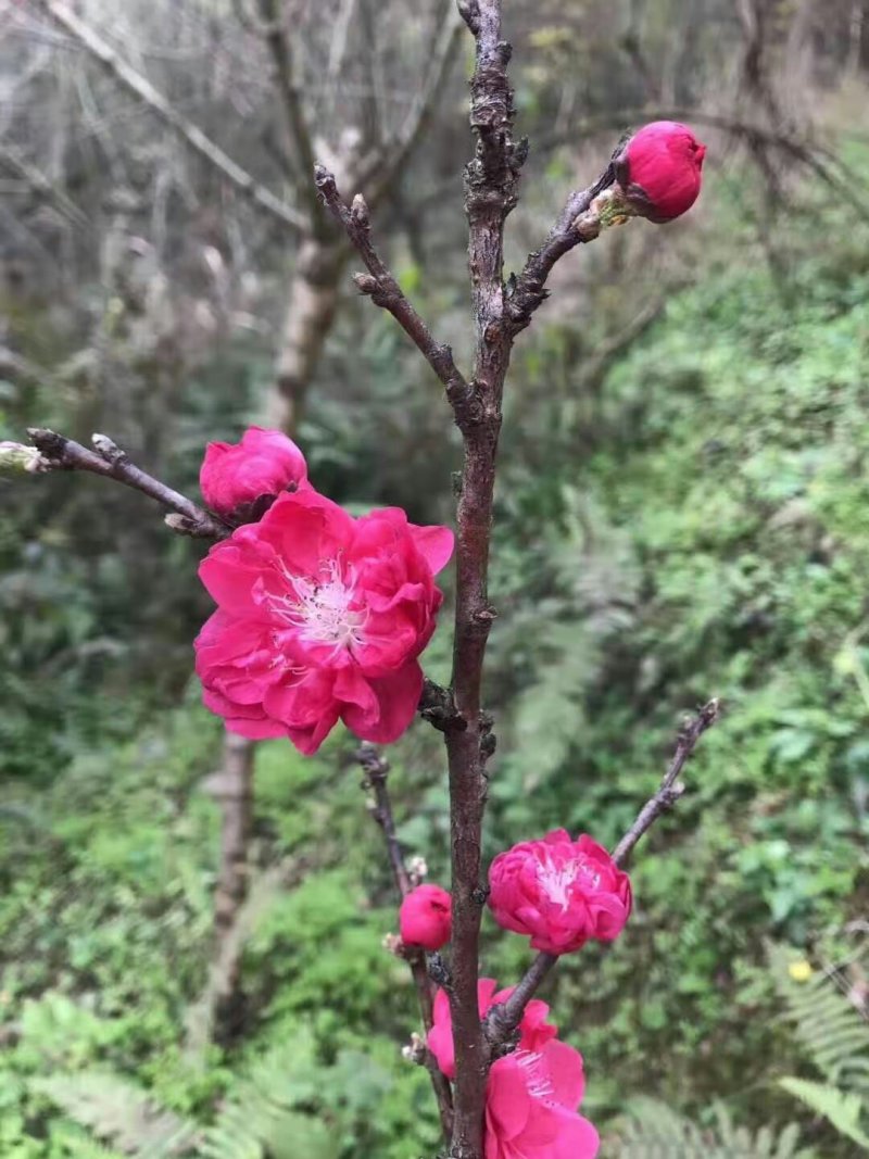 碧桃皂角规格全