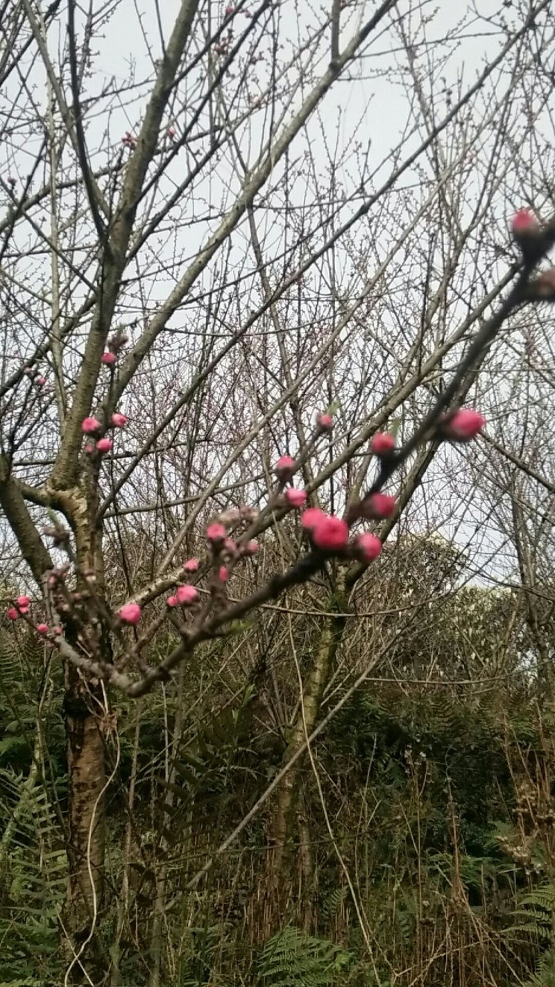碧桃皂角规格全