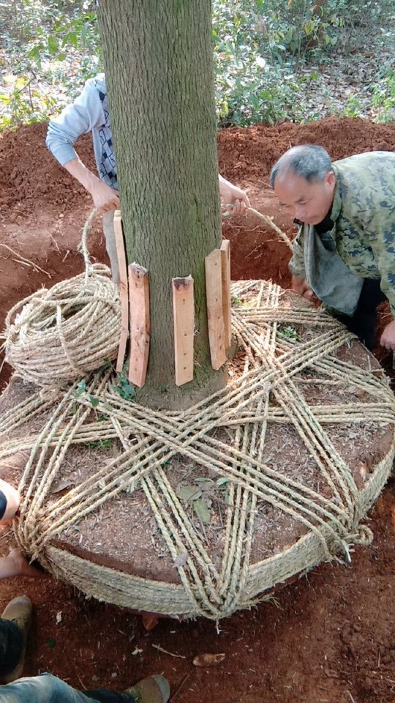 香樟苗