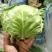 中甘甘蓝山东聊城方亩蔬菜基地甘蓝绿包菜大量上市