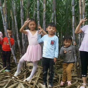 北方甘蔗种植季节到了，欢迎前来购买北方甘蔗种
