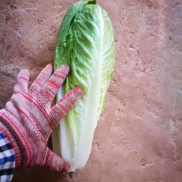 罗马生菜