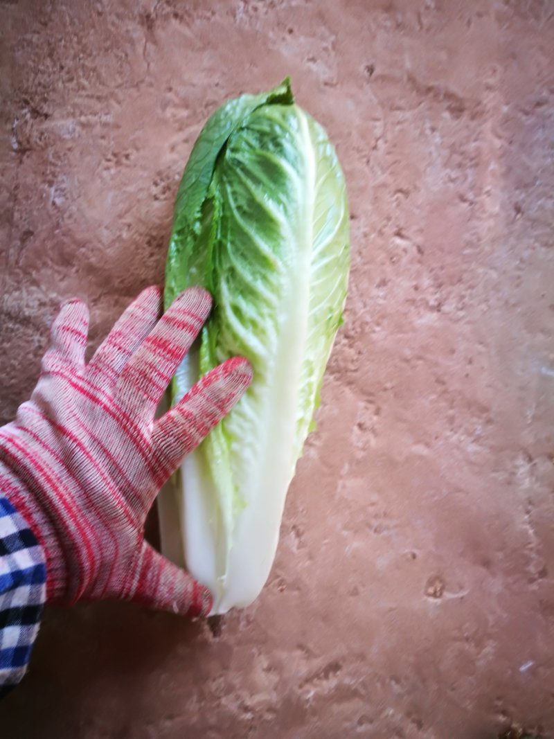 罗马生菜